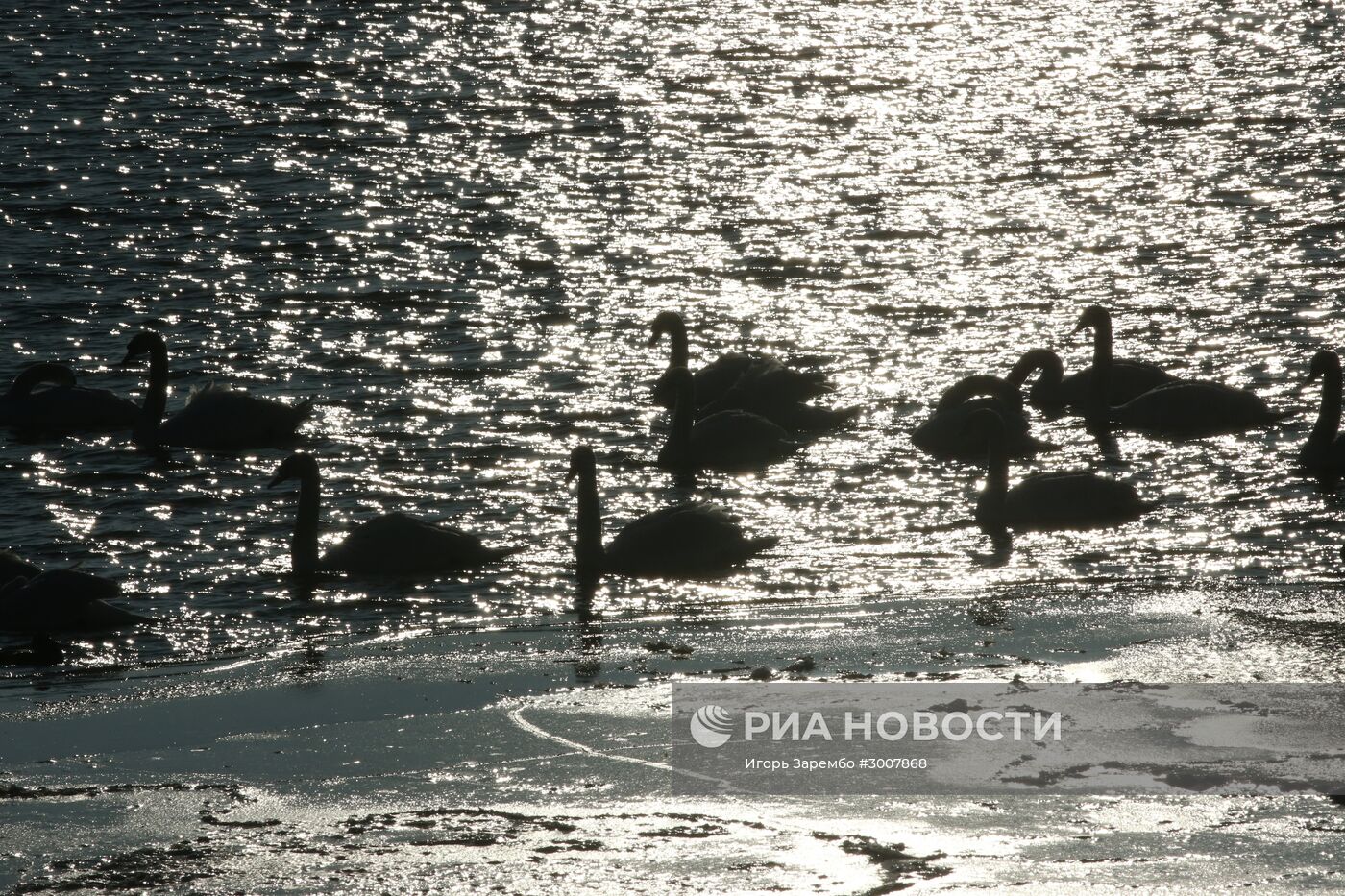 Лебеди в гавани Балтийска