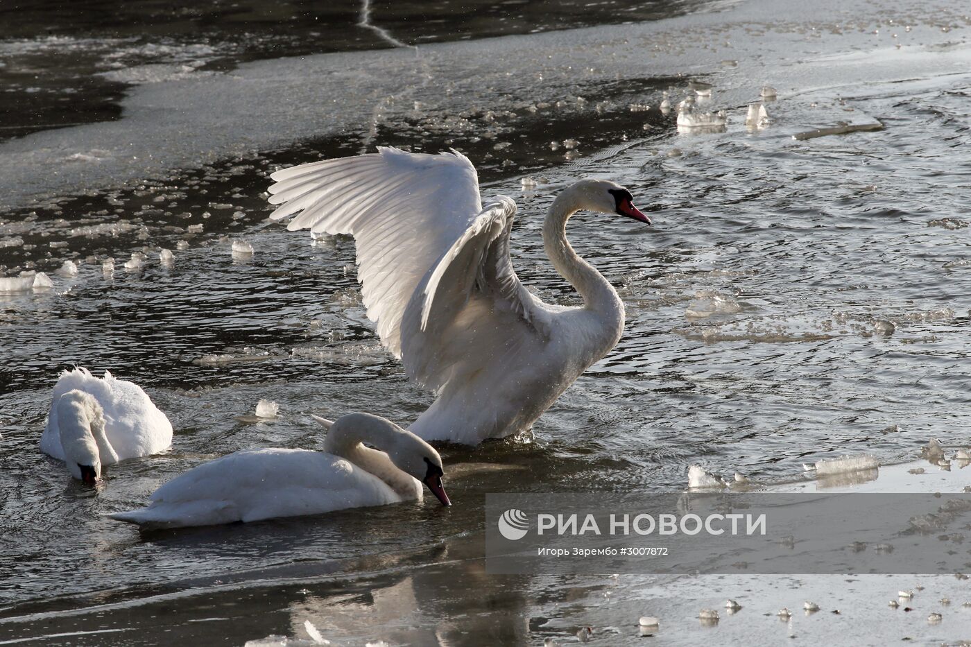 Лебеди в гавани Балтийска