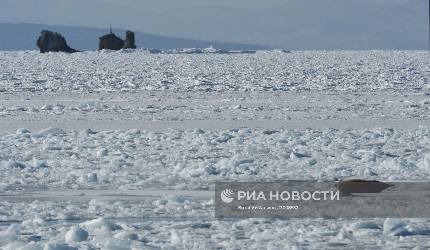 Сложная ледовая обстановка в акватории Владивостока