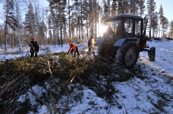 Заготовка древесины в Челябинской области