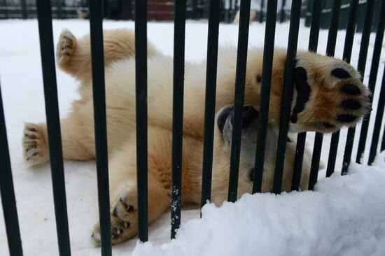 Белые медвежата в Центре воспроизводства редких видов животных Московского зоопарка