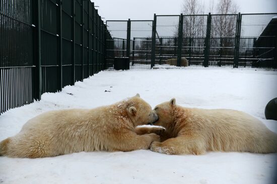 Белые медвежата в Центре воспроизводства редких видов животных Московского зоопарка