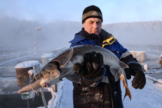 Рыбное хозяйство в Красноярском крае