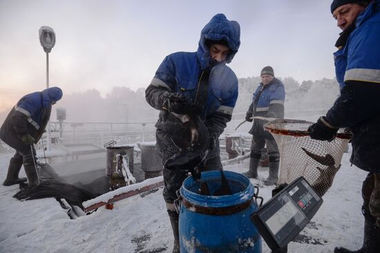 Рыбное хозяйство в Красноярском крае