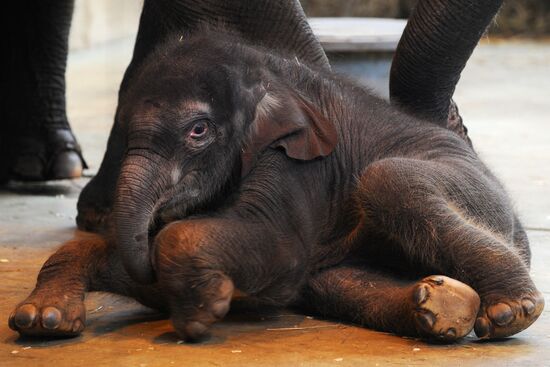 В Ростовском зоопарке родился 130-килограммовый слоненок
