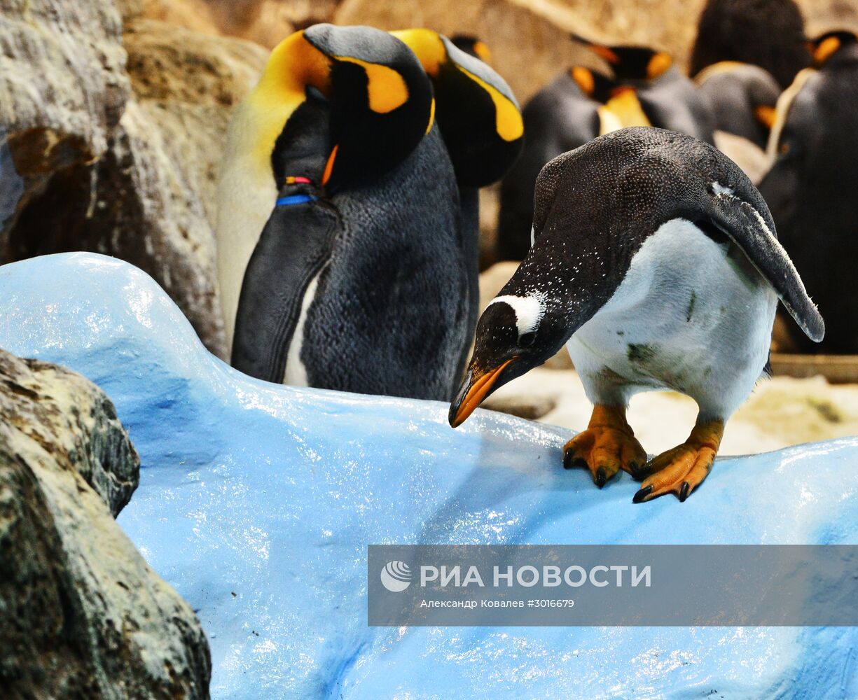 Пингвины Лоро Парка (Loro Parque)