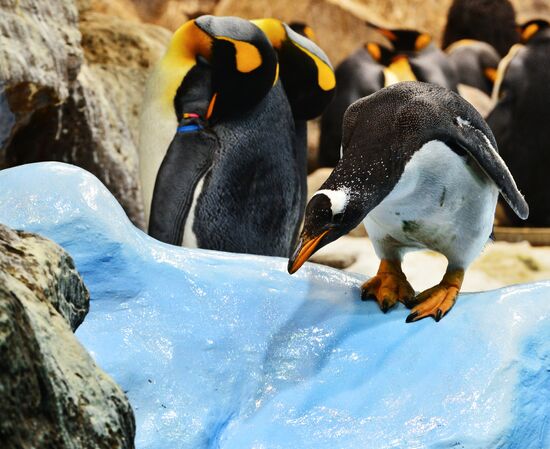 Пингвины Лоро Парка (Loro Parque)