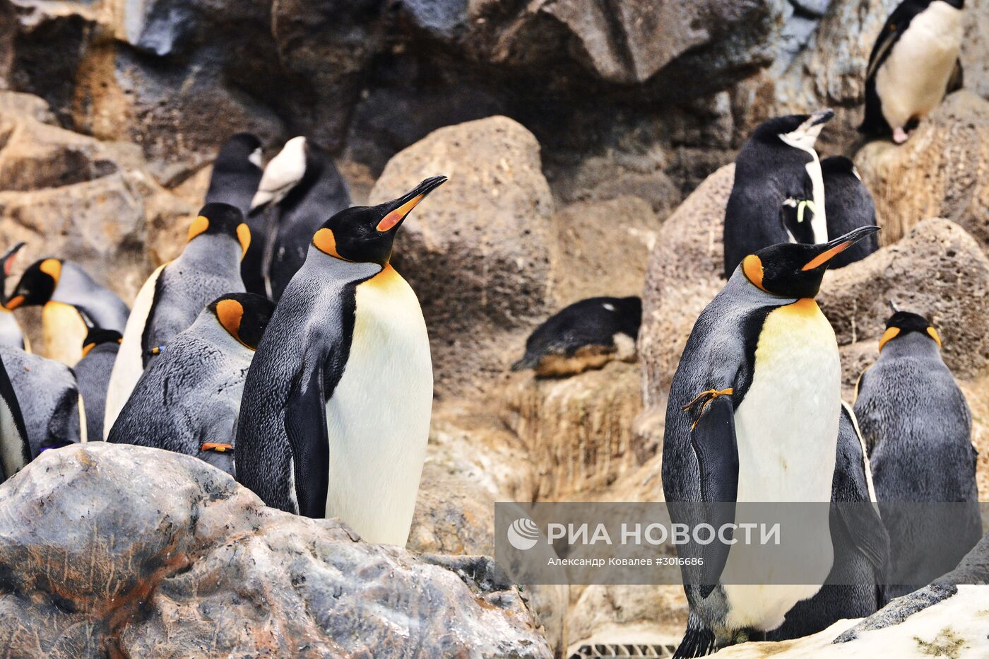 Пингвины Лоро Парка (Loro Parque)