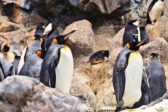 Пингвины Лоро Парка (Loro Parque)