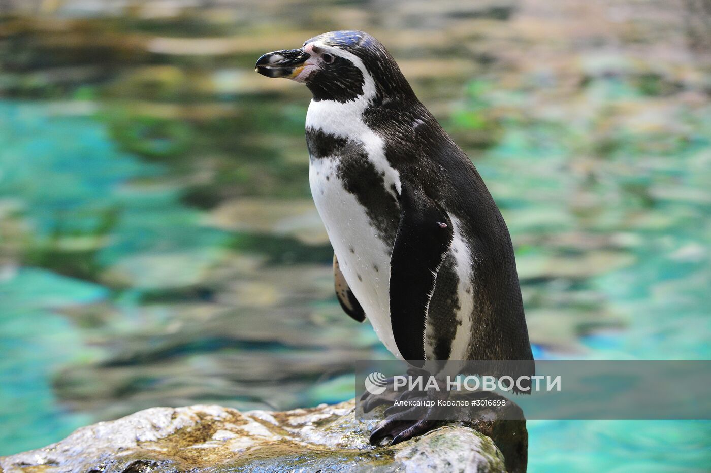 Пингвины Лоро Парка (Loro Parque)