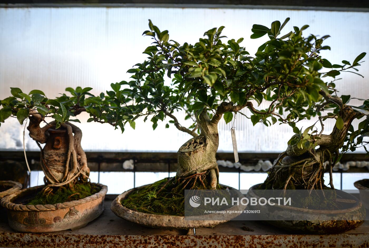 Оранжереи Центрального Сибирского ботанического сада СО РАН