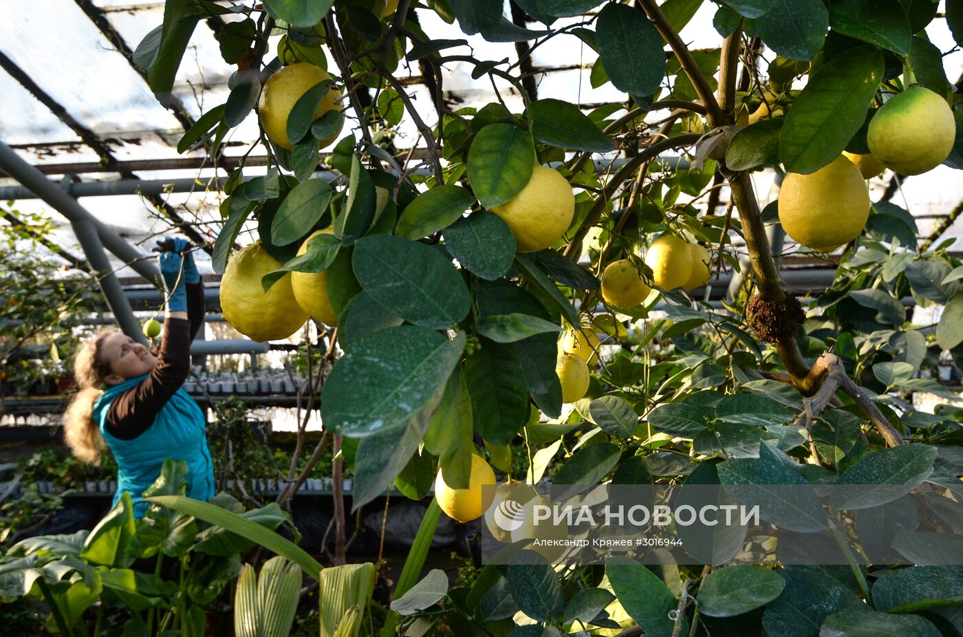 Оранжереи Центрального Сибирского ботанического сада СО РАН