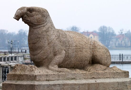 Скульптура морского слона в Калининграде