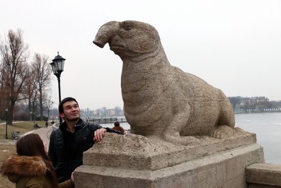 Скульптура морского слона в Калининграде