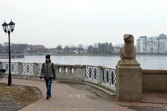 Скульптура морского слона в Калининграде