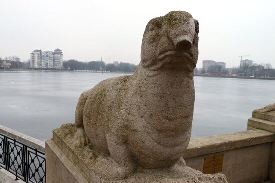 Скульптура морского слона в Калининграде