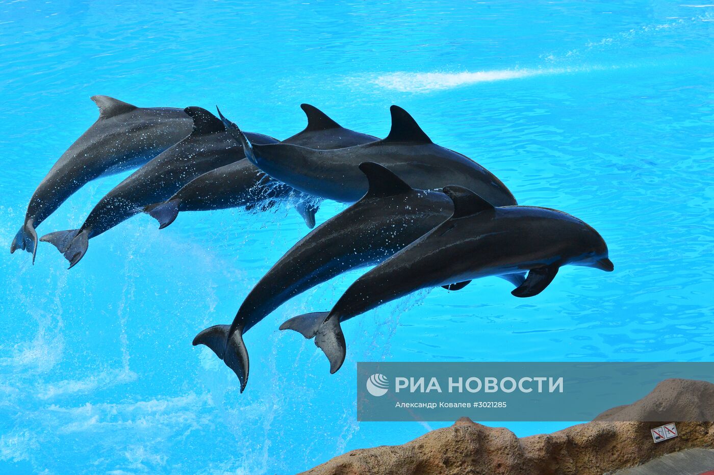 Шоу дельфинов в бассейне Лоро Парка (Loro Parque) на Тенерифе