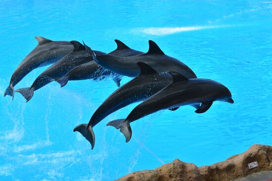 Шоу дельфинов в бассейне Лоро Парка (Loro Parque) на Тенерифе