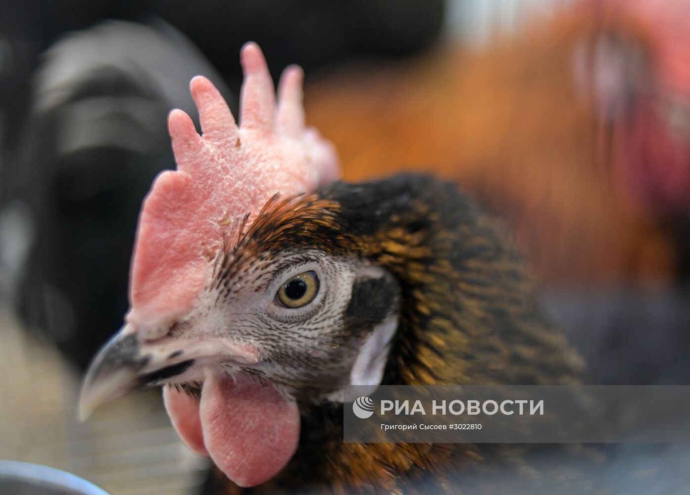 Международная специализированная выставка животноводства "АгроФарм-2017"