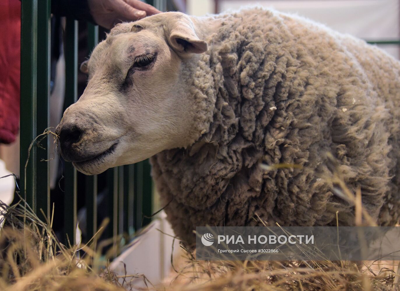 Международная специализированная выставка животноводства "АгроФарм-2017"