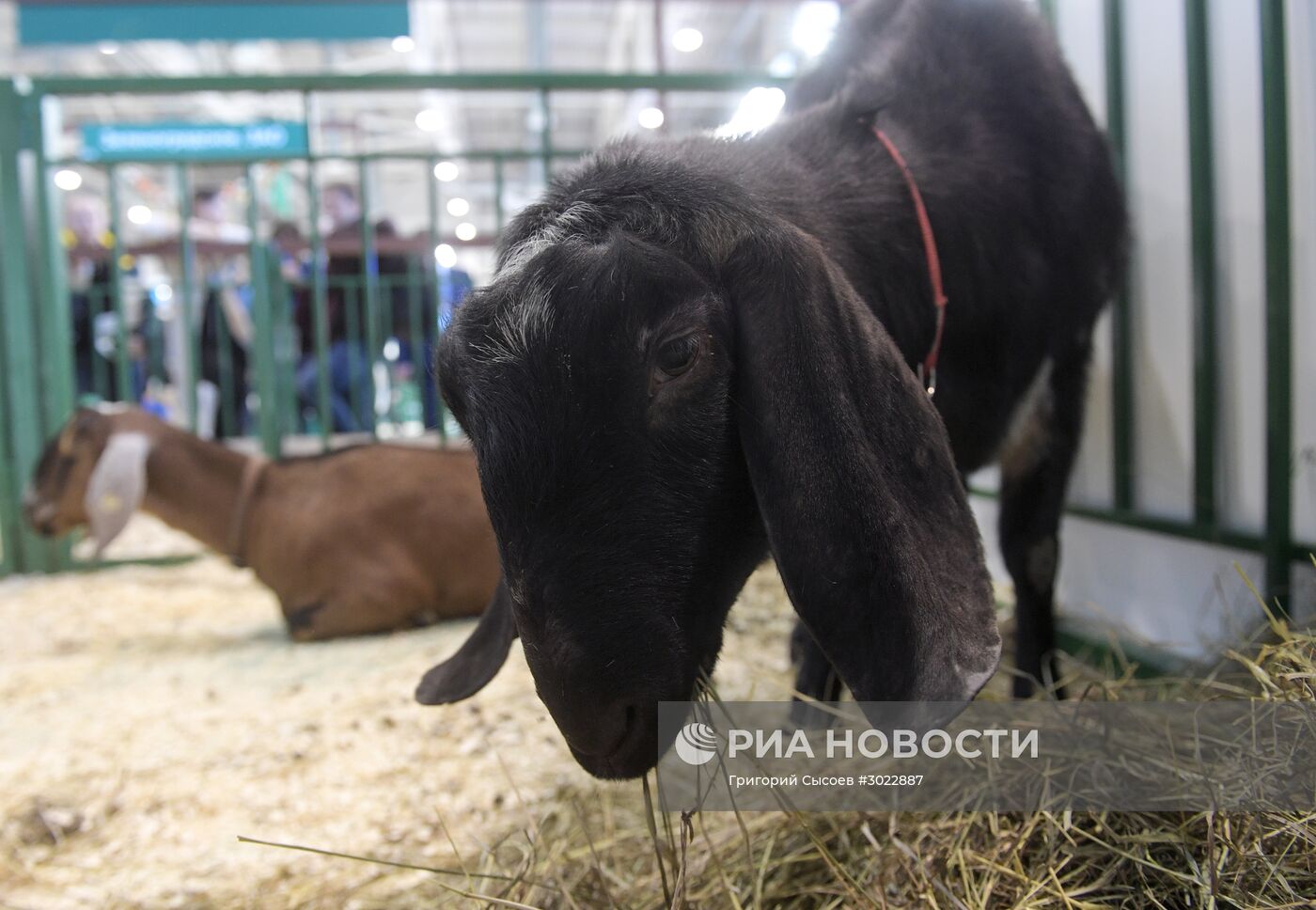 Международная специализированная выставка животноводства "АгроФарм-2017"