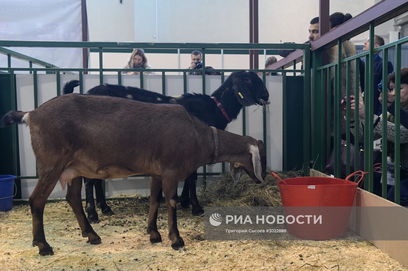 Международная специализированная выставка животноводства "АгроФарм-2017"