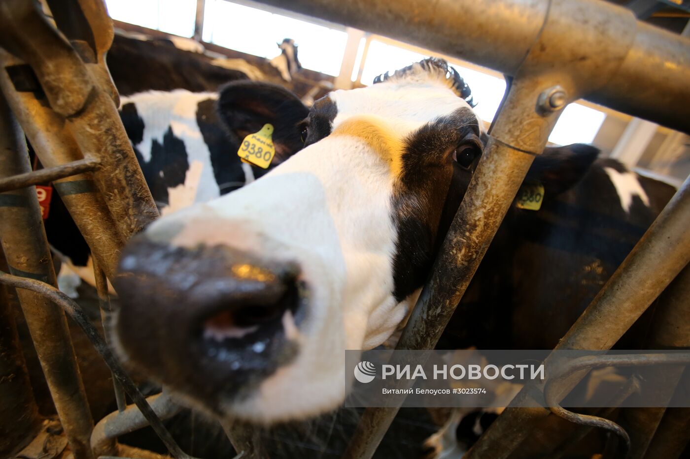 Молочная ферма подмосковного Совхоза им. Ленина