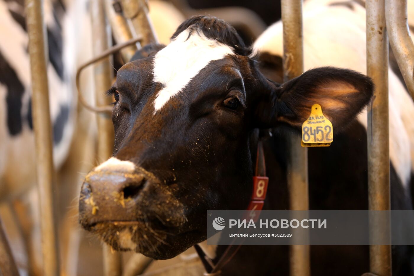 Молочная ферма подмосковного Совхоза им. Ленина