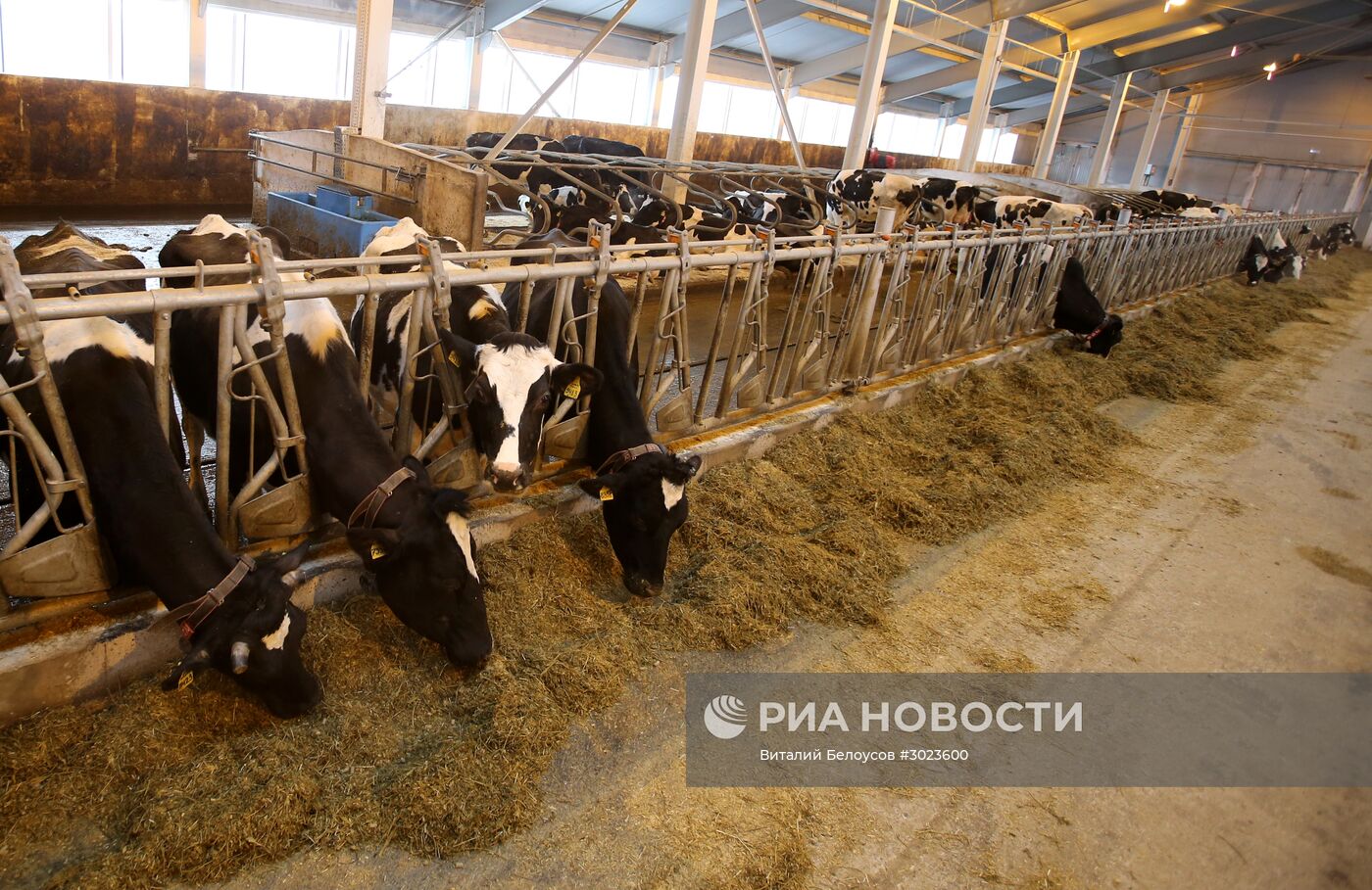 Молочная ферма подмосковного Совхоза им. Ленина