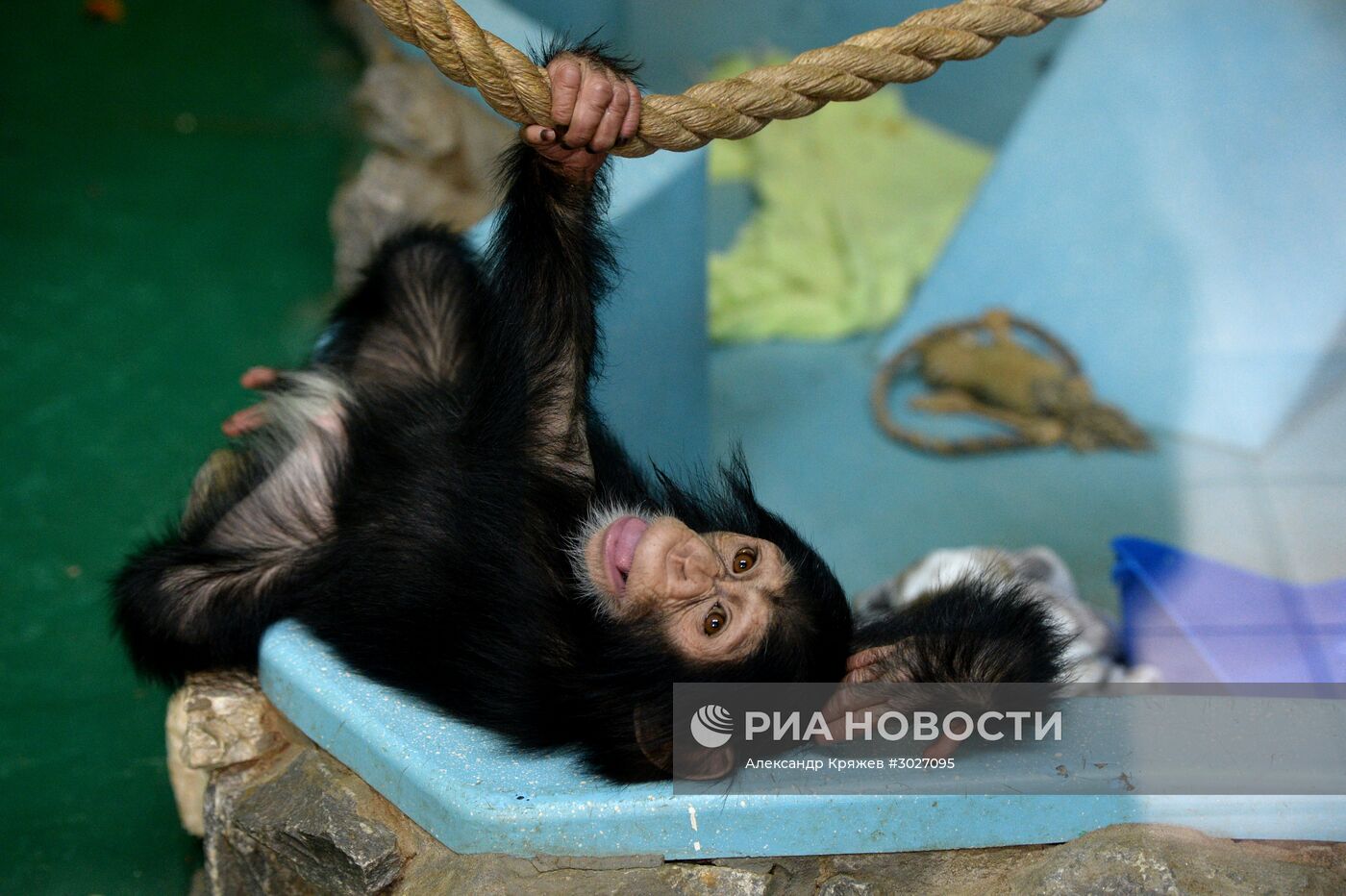 Таможня передала в Новосибирский зоопарк детенышей шимпанзе