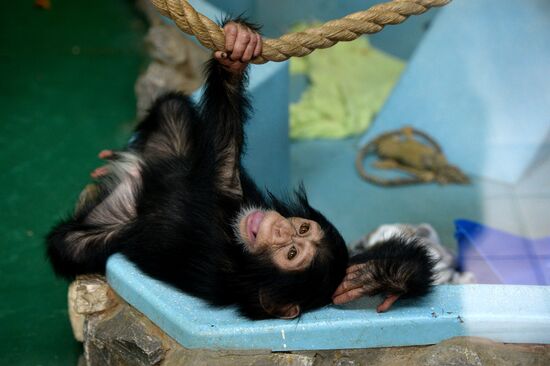 Таможня передала в Новосибирский зоопарк детенышей шимпанзе