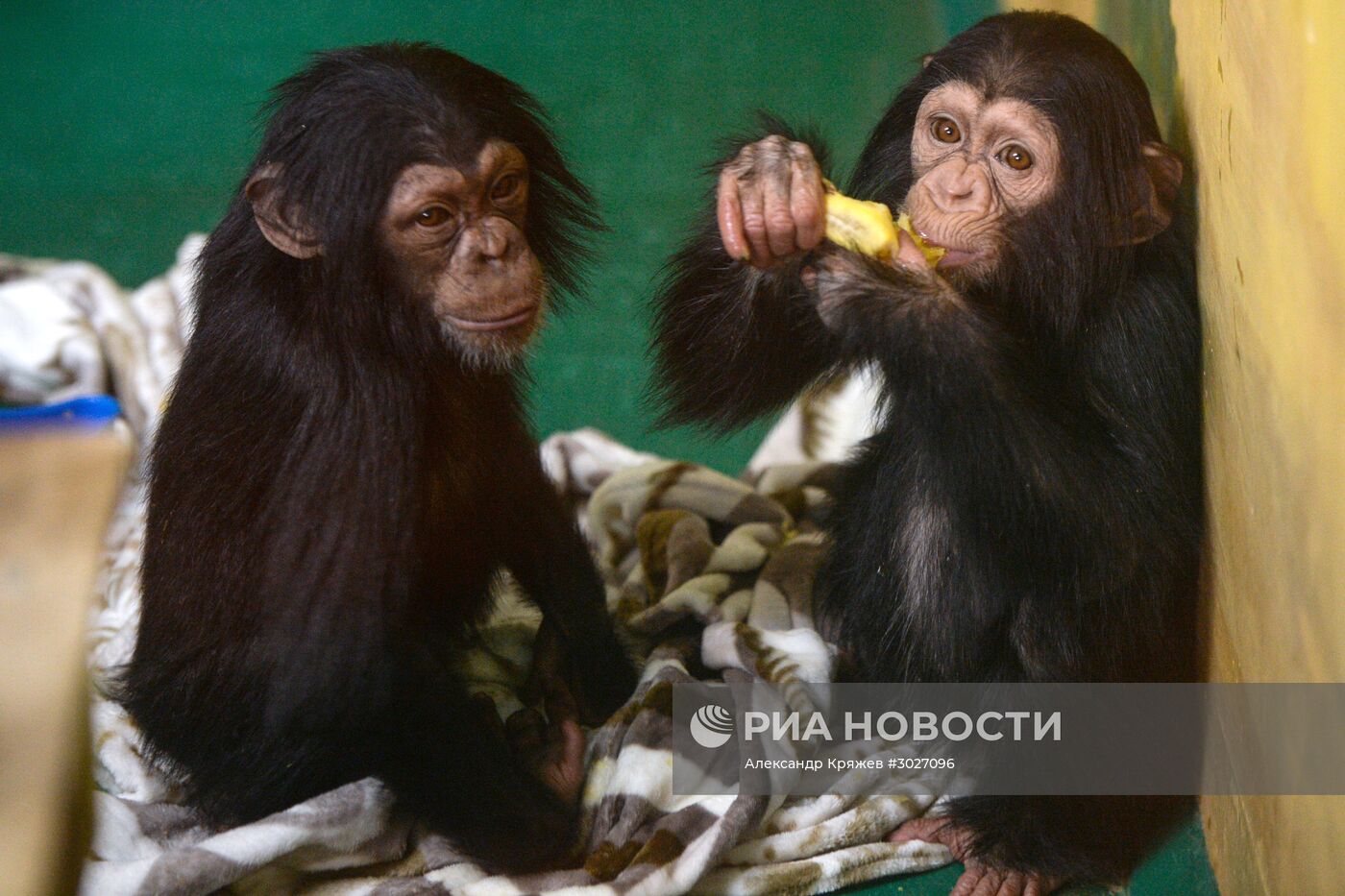 Таможня передала в Новосибирский зоопарк детенышей шимпанзе