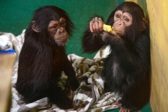 Таможня передала в Новосибирский зоопарк детенышей шимпанзе