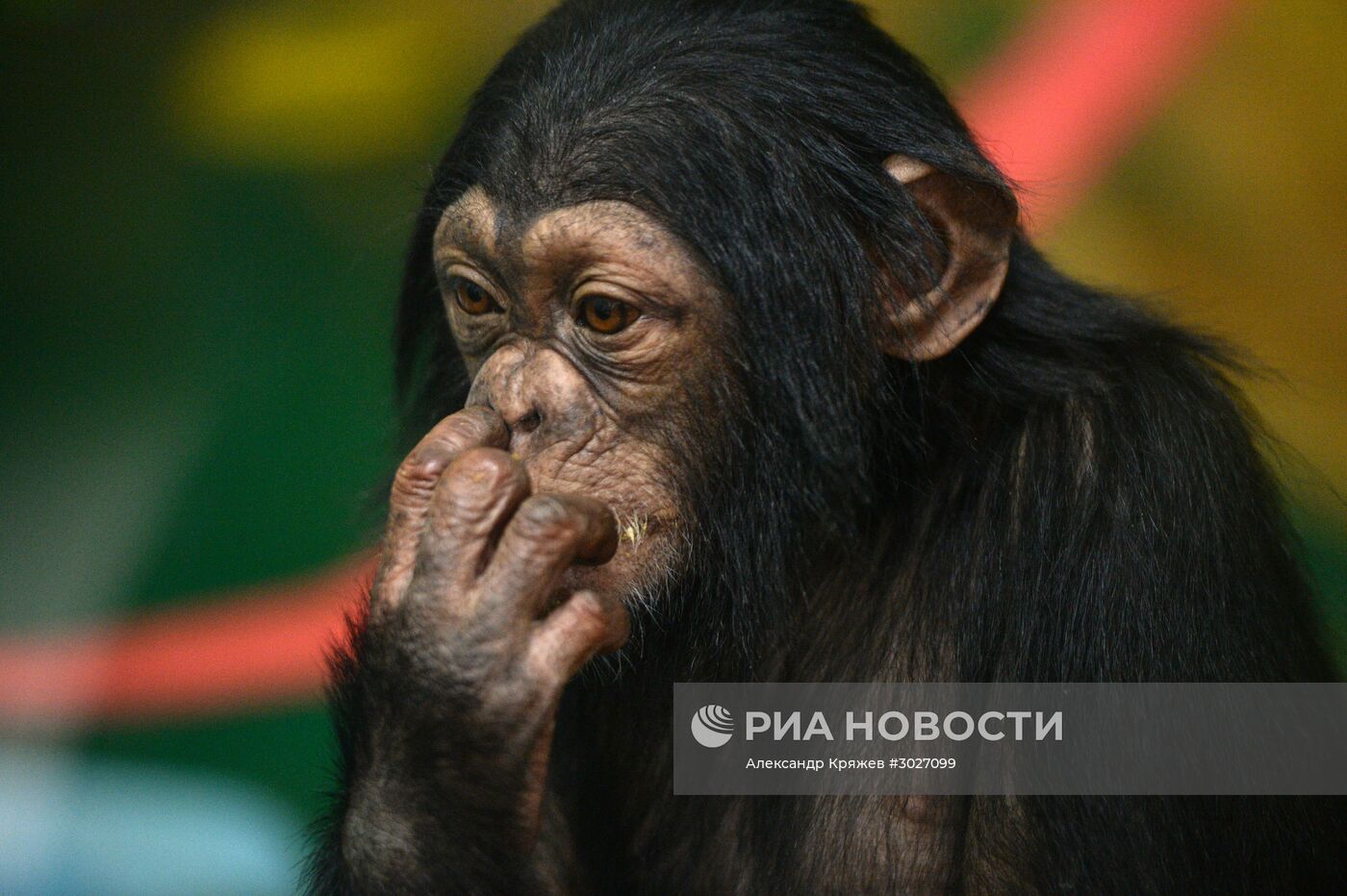 Таможня передала в Новосибирский зоопарк детенышей шимпанзе