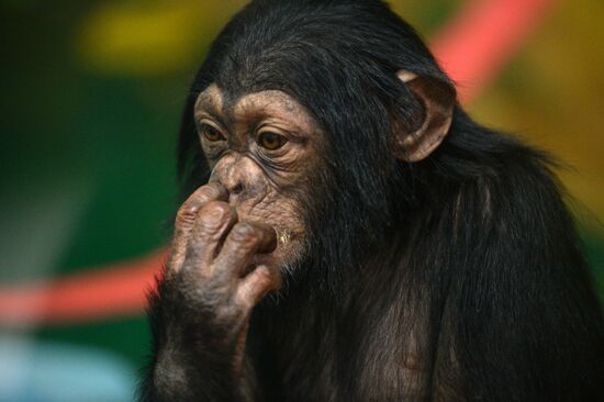 Таможня передала в Новосибирский зоопарк детенышей шимпанзе