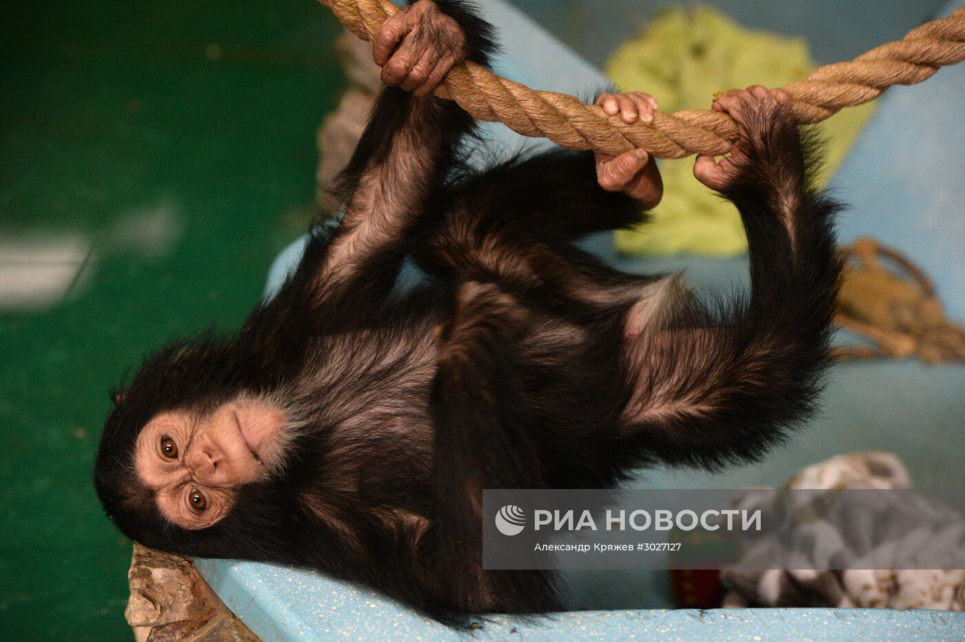 Таможня передала в Новосибирский зоопарк детенышей шимпанзе