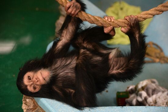 Таможня передала в Новосибирский зоопарк детенышей шимпанзе