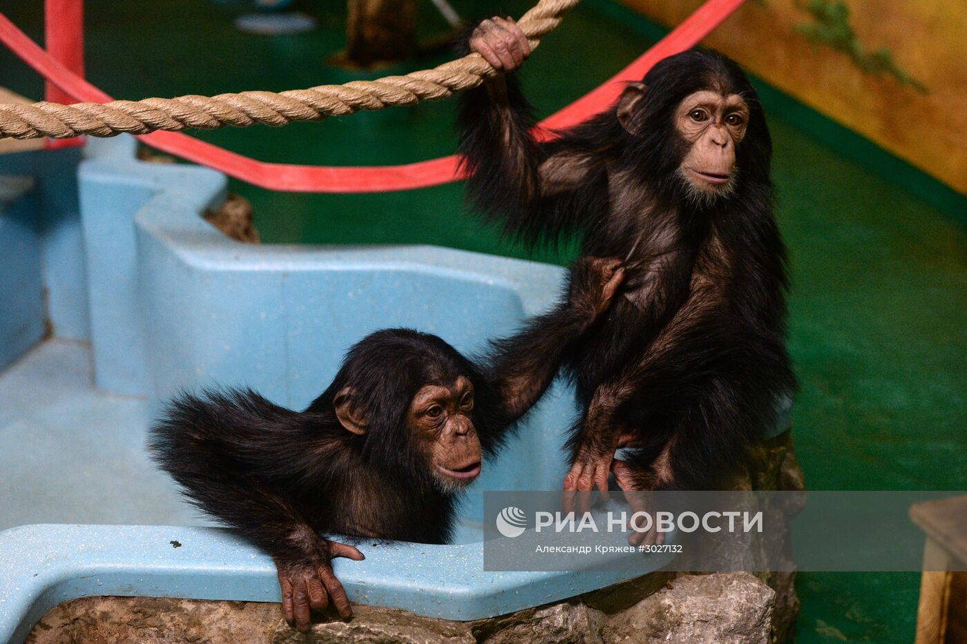 Таможня передала в Новосибирский зоопарк детенышей шимпанзе