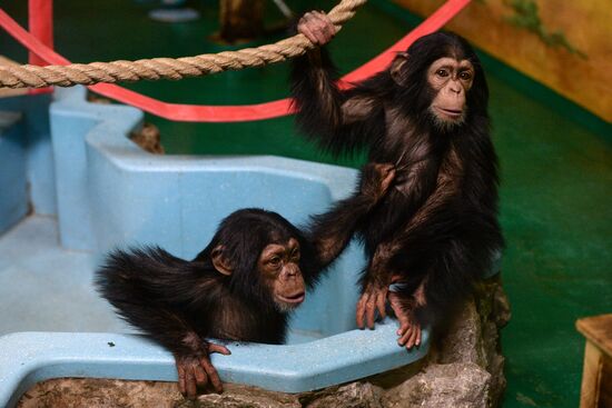 Таможня передала в Новосибирский зоопарк детенышей шимпанзе