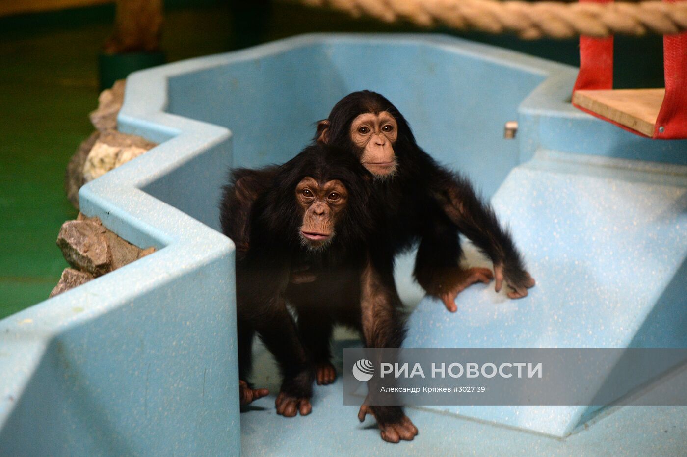 Таможня передала в Новосибирский зоопарк детенышей шимпанзе