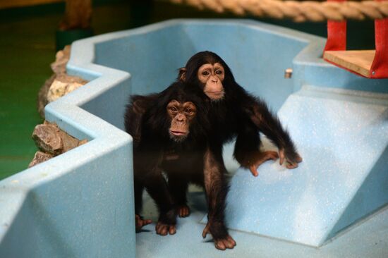 Таможня передала в Новосибирский зоопарк детенышей шимпанзе