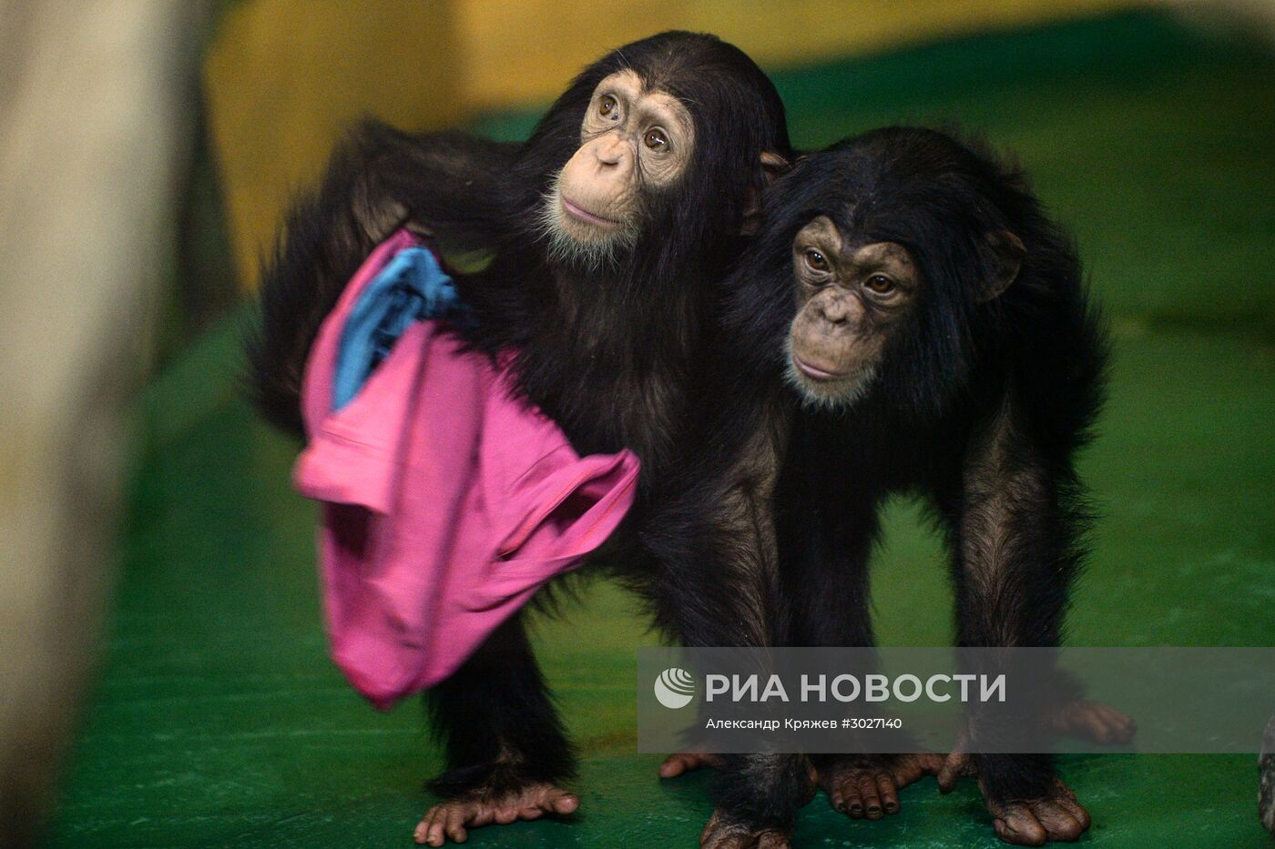 Таможня передала в Новосибирский зоопарк детенышей шимпанзе