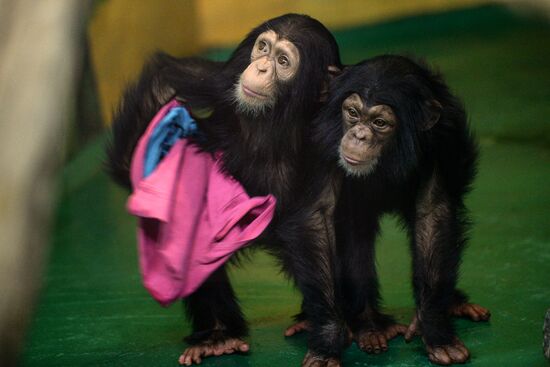 Таможня передала в Новосибирский зоопарк детенышей шимпанзе