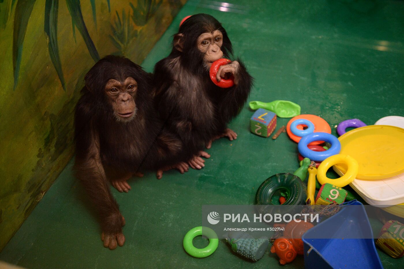 Таможня передала в Новосибирский зоопарк детенышей шимпанзе