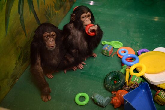Таможня передала в Новосибирский зоопарк детенышей шимпанзе