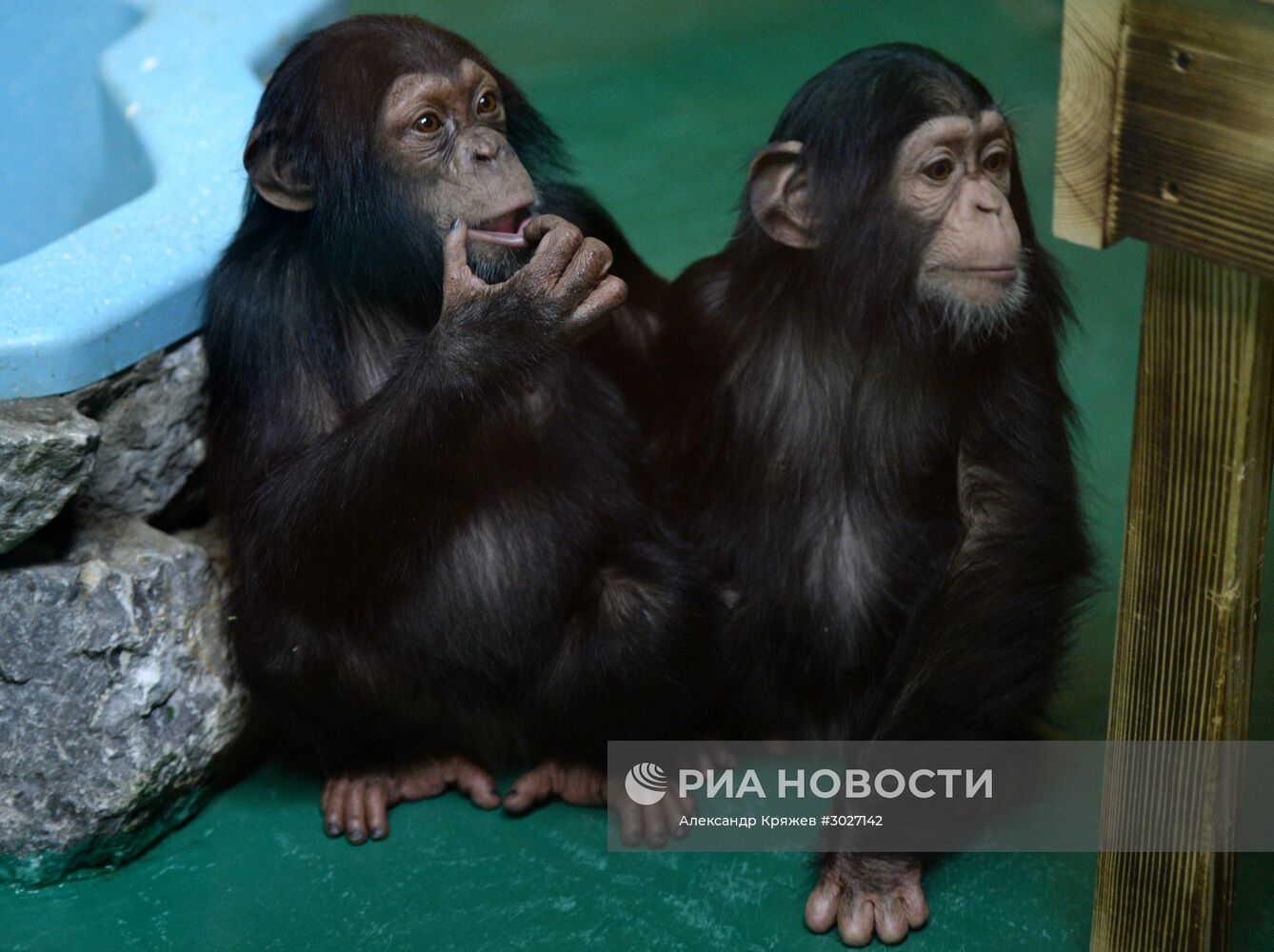 Таможня передала в Новосибирский зоопарк детенышей шимпанзе