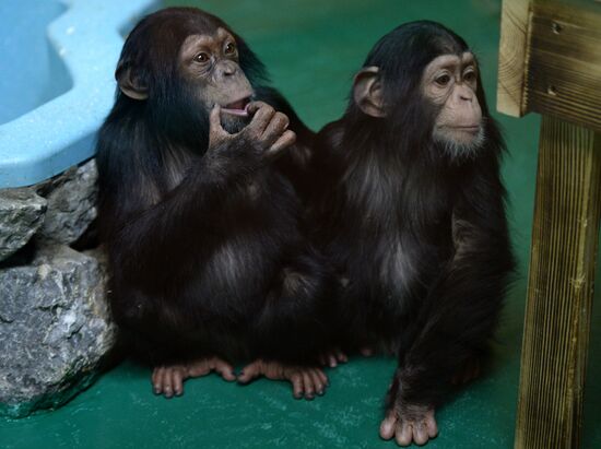 Таможня передала в Новосибирский зоопарк детенышей шимпанзе