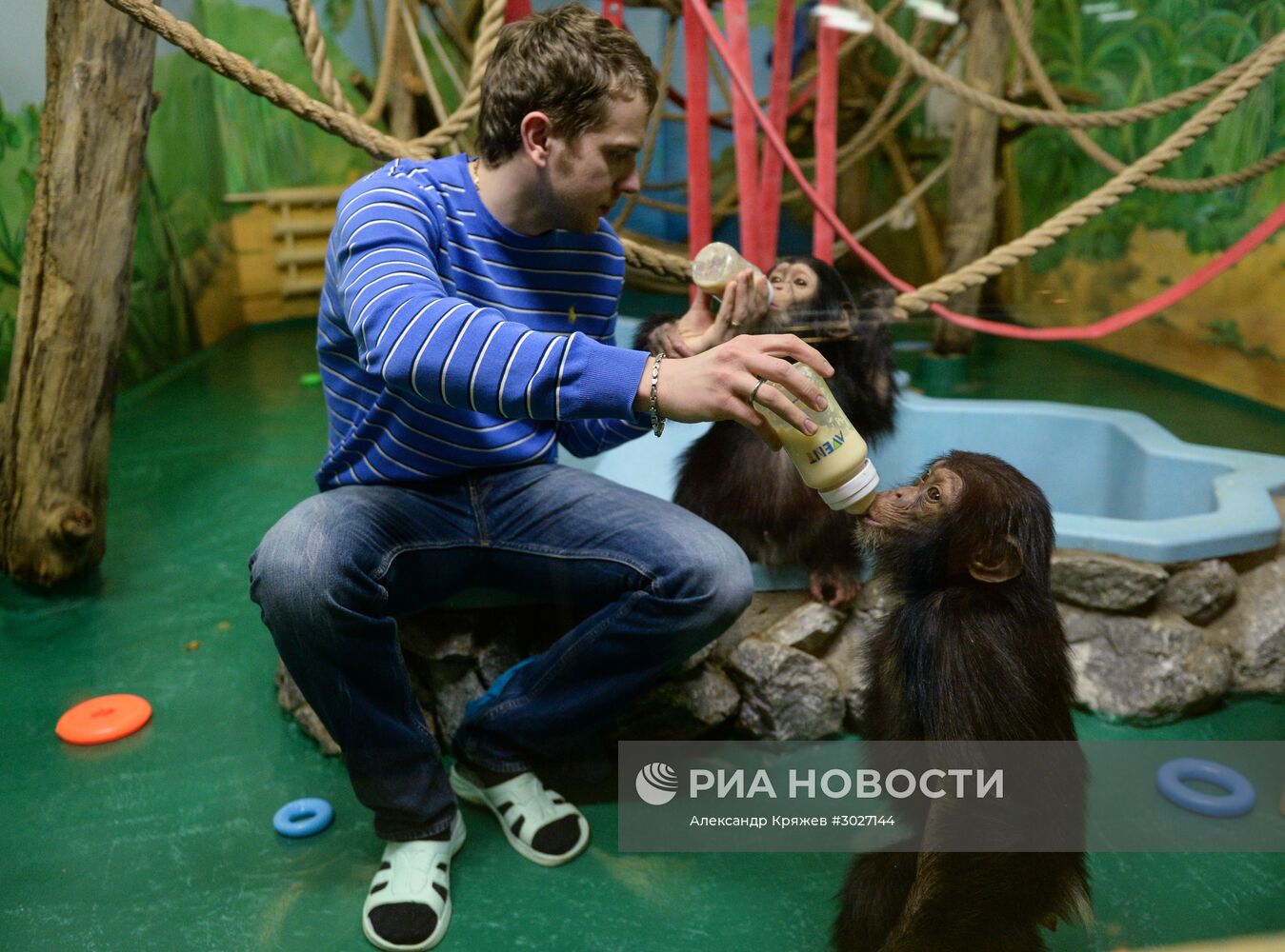 Таможня передала в Новосибирский зоопарк детенышей шимпанзе