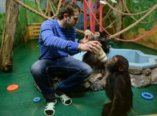 Таможня передала в Новосибирский зоопарк детенышей шимпанзе