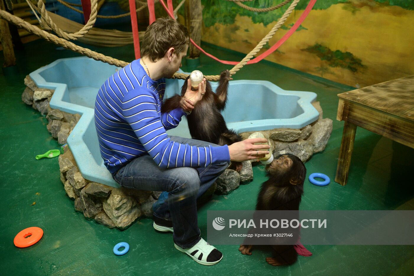 Таможня передала в Новосибирский зоопарк детенышей шимпанзе